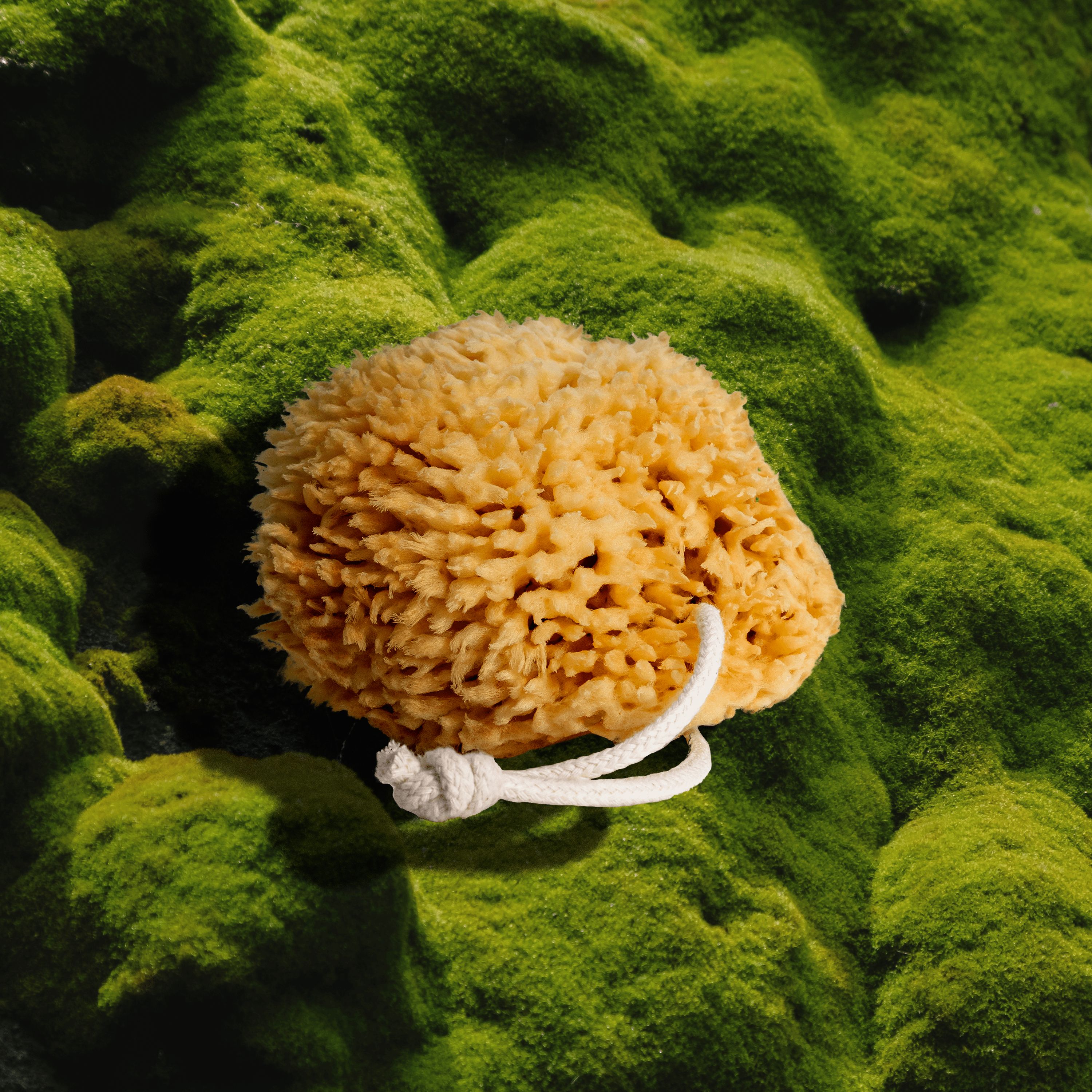 Natural Sea Wool Sponge.