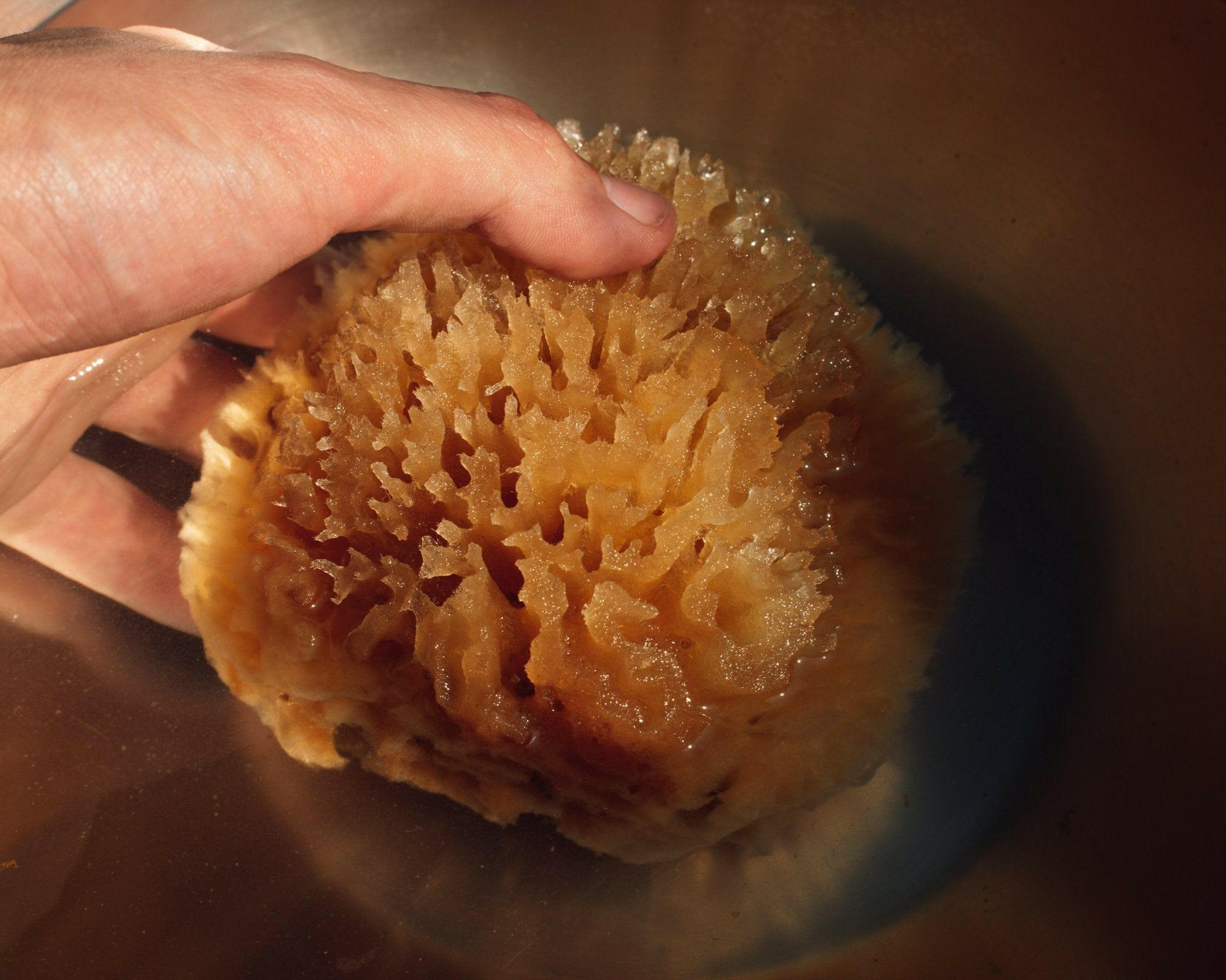 Natural Sea Wool Sponge.